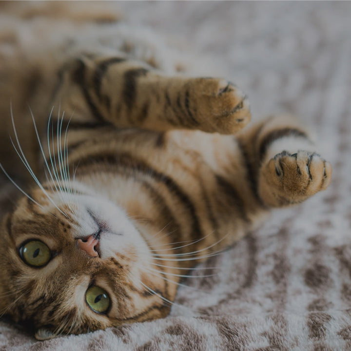 Example Blog